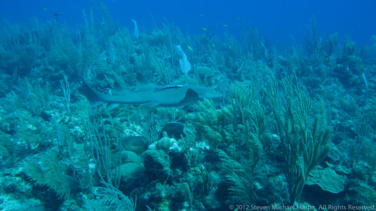 Shark swims above dense sea rods, corals, and sponges on a Caribbean reef.