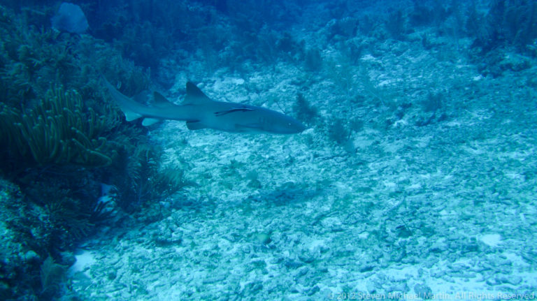 Shark swims over pale sand and coral rubble beside a darker reef edge.