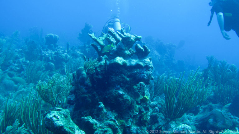 Scuba diver swims behind a tall coral outcrop surrounded by sea rods and mixed reef growth.