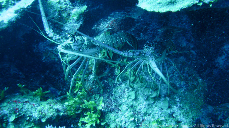 Spiny lobster shelters beneath a reef ledge, with long antennae extending from the crevice.