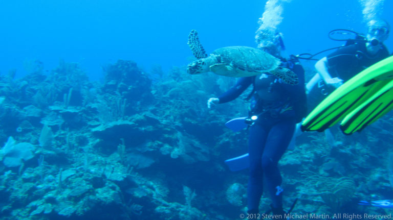 Sea turtle swims beside scuba divers above a coral reef, with bright fins at the right edge.
