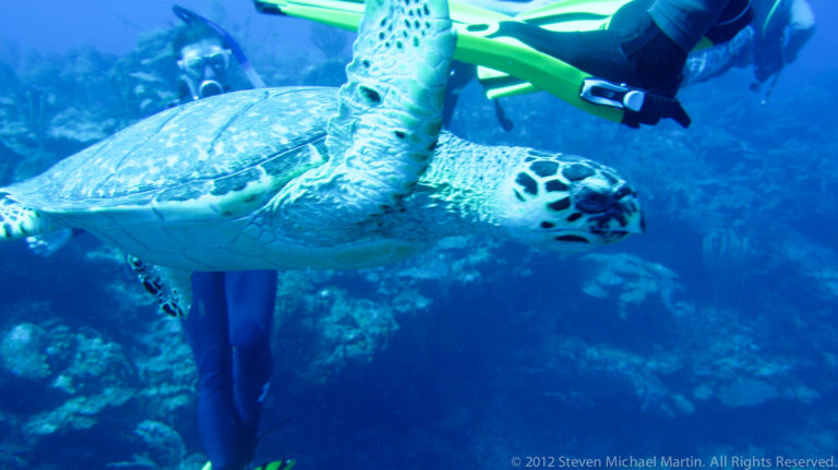 Sea turtle swims close beside a scuba diver, with its patterned head and broad foreflipper prominent.