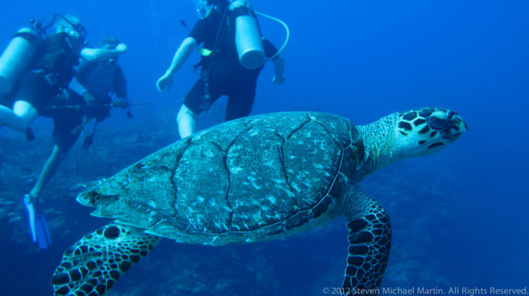 Sea turtle glides in front of several scuba divers in clear blue water above the reef.