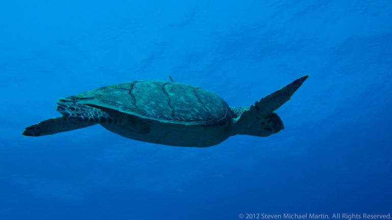 Sea turtle swims away through open blue water with both foreflippers extended.