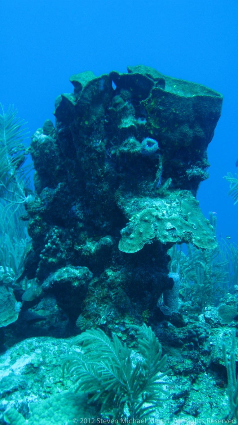 Layered coral-covered reef outcrop rises above sea rods and low reef growth.