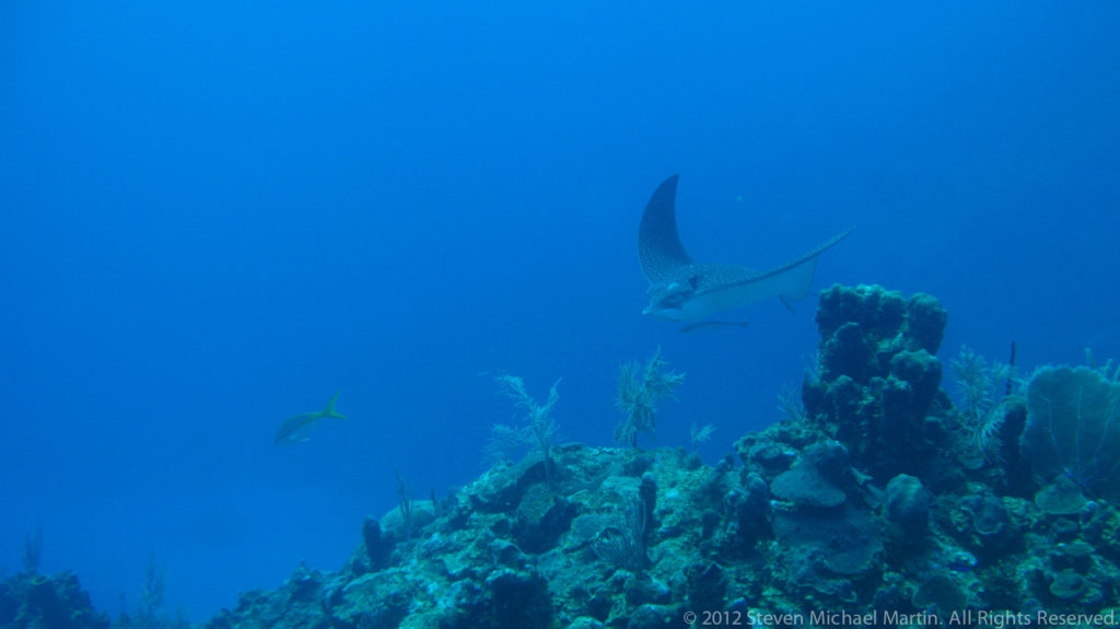 Spotted eagle ray with long tail swims above a coral reef in open blue water.