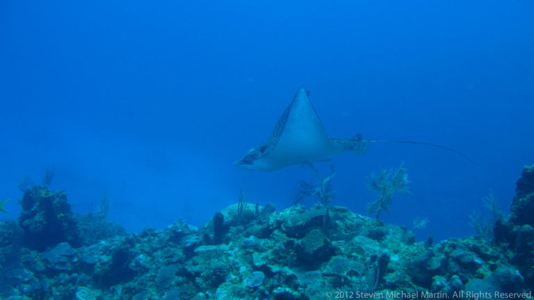 Spotted eagle ray banks above a coral reef, showing its pale underside and long trailing tail.
