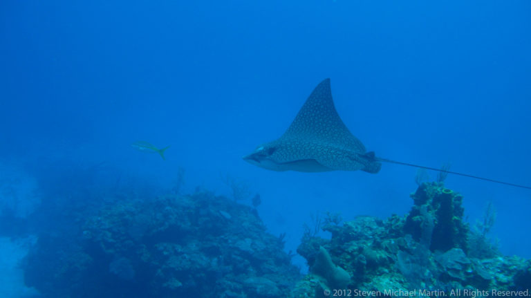 Spotted eagle ray with pale dorsal spots and a long tail swims above a coral reef.