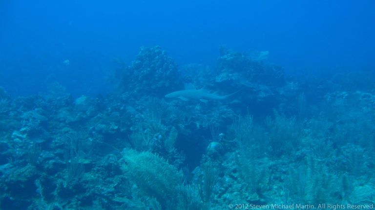 Shark swims through a coral reef landscape above sea rods, sponges, and low coral growth.