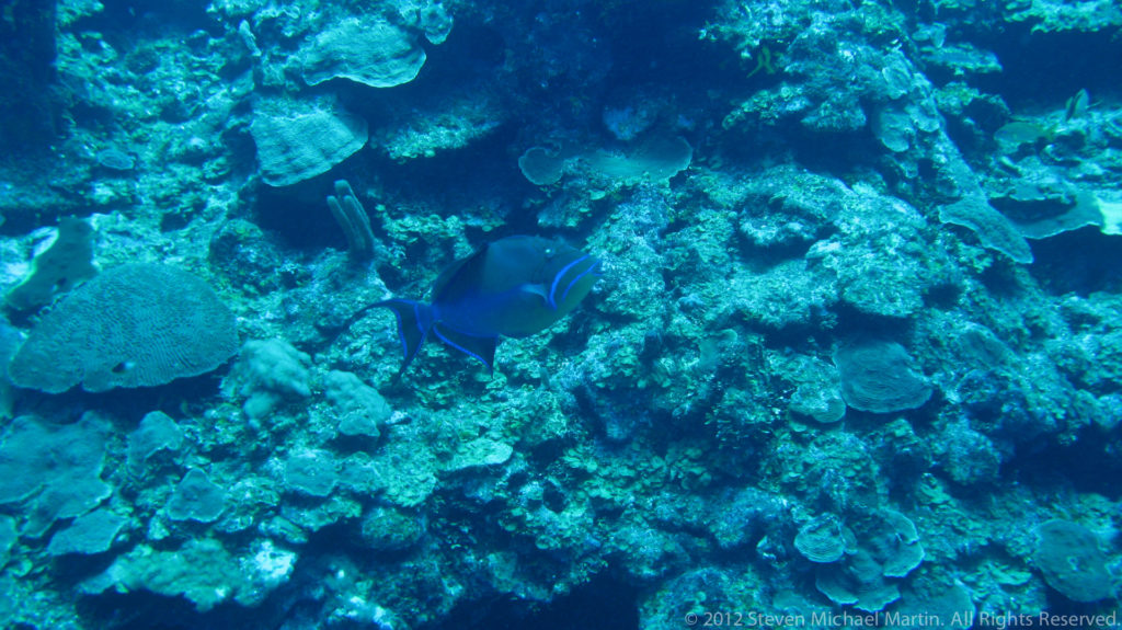 Deep-bodied blue reef fish swims over plate corals and encrusting growth.