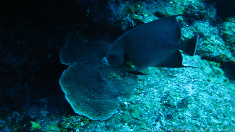Large dark angelfish with a tall compressed body hovers beside a broad plate coral.