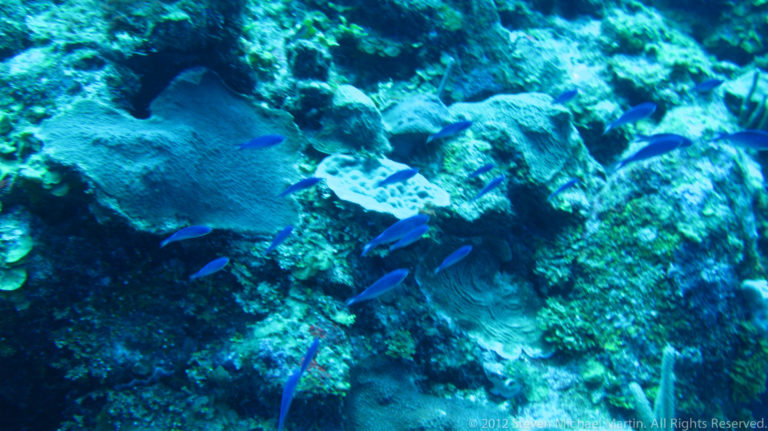 Small blue reef fish swim among overlapping plate corals and encrusting reef growth.