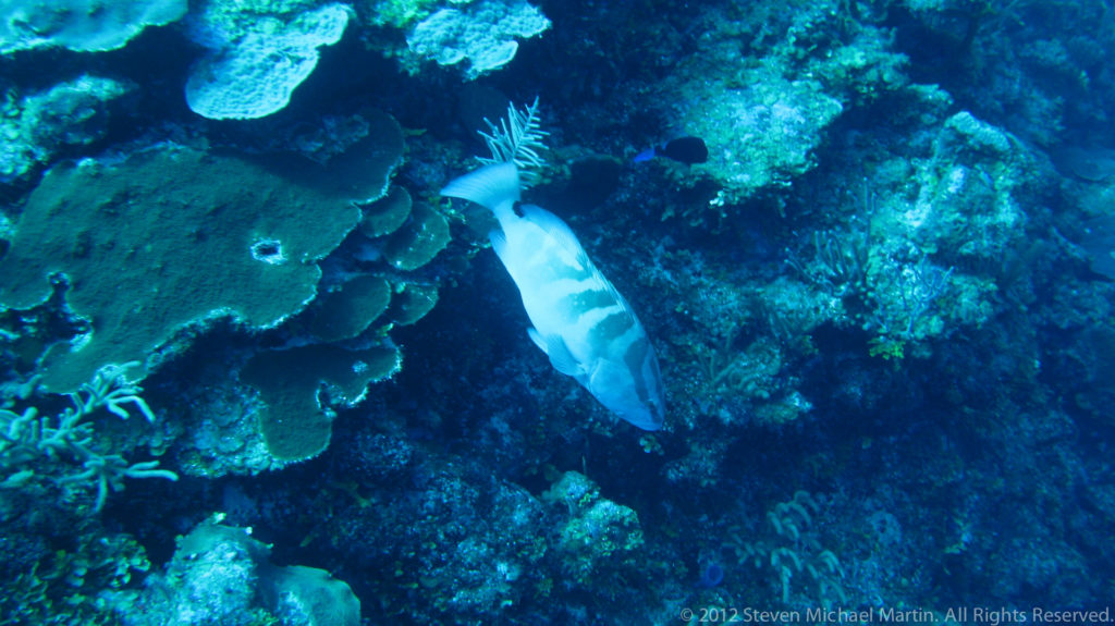 Pale elongated reef fish swims beside layered plate corals in a narrow reef channel.