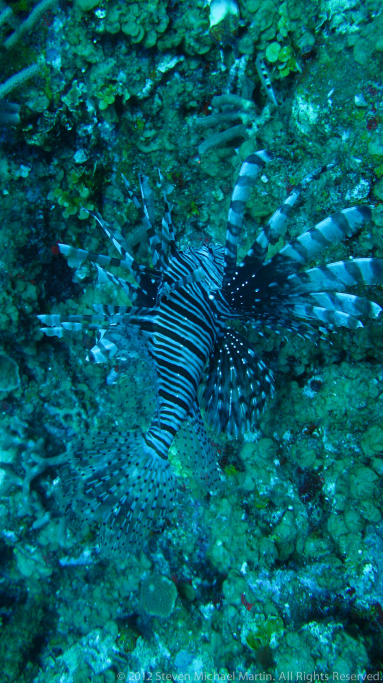 Lionfish with striped body, broad fan-like fins, and long dorsal spines hovers above the reef.