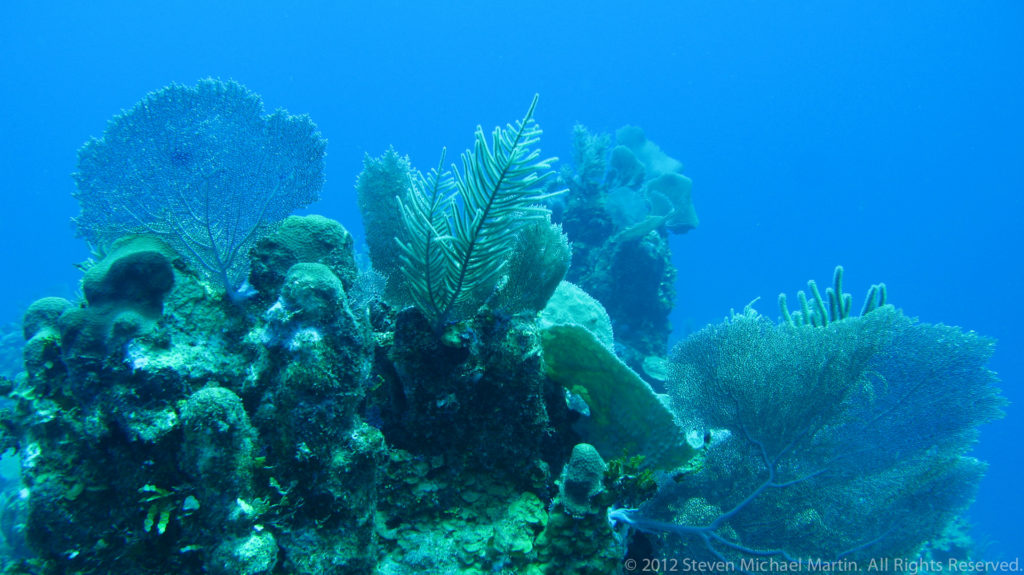 Sea fans, sponges, and mixed corals grow densely on a reef outcrop against open blue water.
