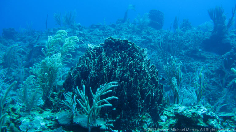 Large dark sponge surrounded by branching corals, sea rods, and mixed reef growth.