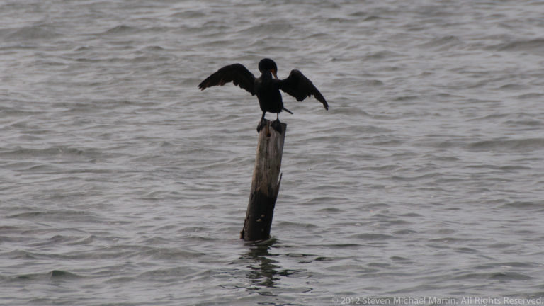 Dark waterbird perched on a wooden post above the sea with both wings spread wide to dry.