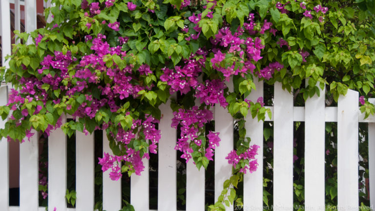 Magenta bougainvillea blossoms and green leaves cascading over a white wooden picket fence.