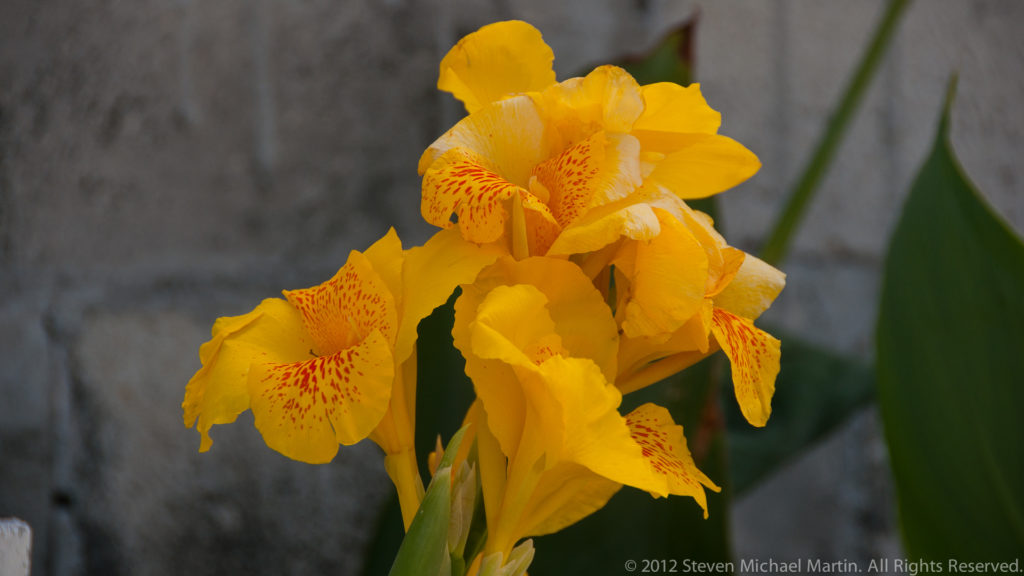 Close view of a bright yellow canna flower with orange-red speckles against a soft gray background.