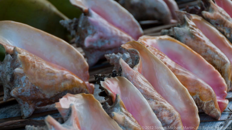 Close-up of stacked conch shells with rough cream exteriors and glossy pink-lavender openings.