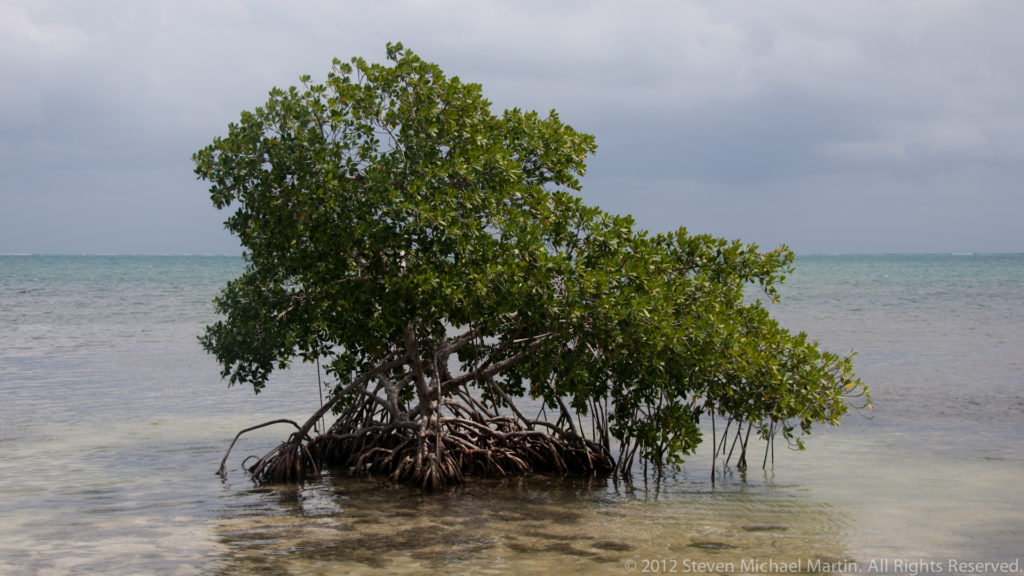 Small mangrove standing alone in shallow sea water, with dense green foliage and a tangle of exposed roots.