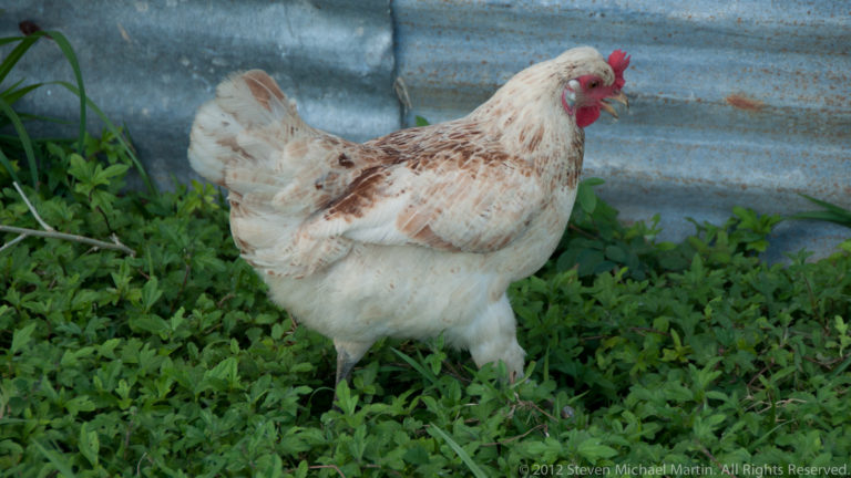 Light cream and tan domestic chicken with a red comb standing in green vegetation beside a corrugated metal wall in Flores.
