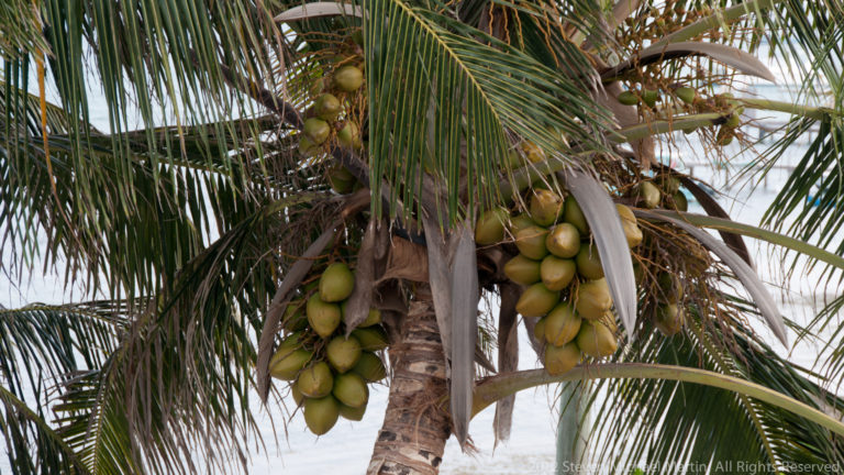 Clusters of green coconuts hanging beneath long fronds on a mature coconut palm.