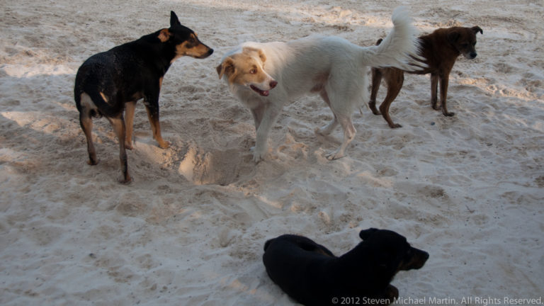 Four dogs gathered on pale sand, with three standing and one black dog lying in the foreground.