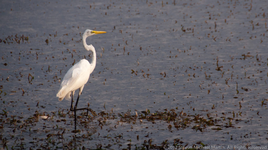 Great egret standing among low aquatic vegetation in shallow water near San Pedro.