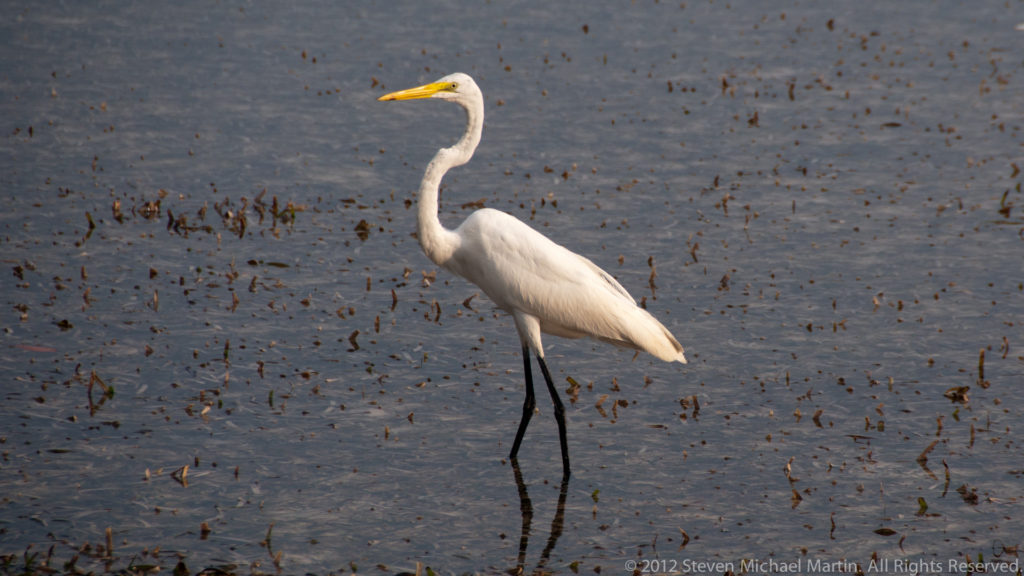 White great egret with yellow bill and long black legs standing in shallow coastal water.