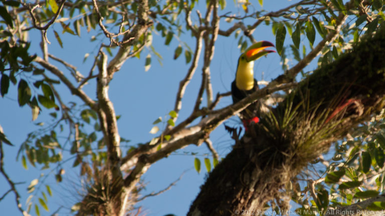 Keel-billed toucan with a bright yellow throat and multicolored bill perched on a sunlit branch beside bromeliad-like epiphytic plants in the forest canopy.
