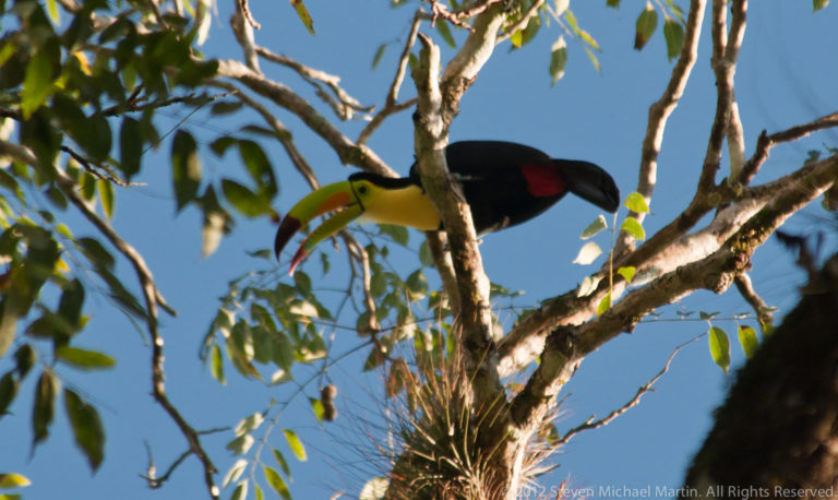 Keel-billed toucan with a large multicolored bill perched high on a tree branch.