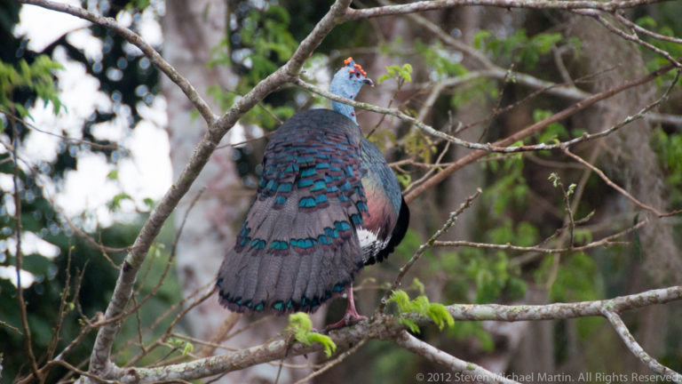 Rear view of an ocellated turkey standing on branches, showing iridescent blue-green back and tail feathers against green foliage.