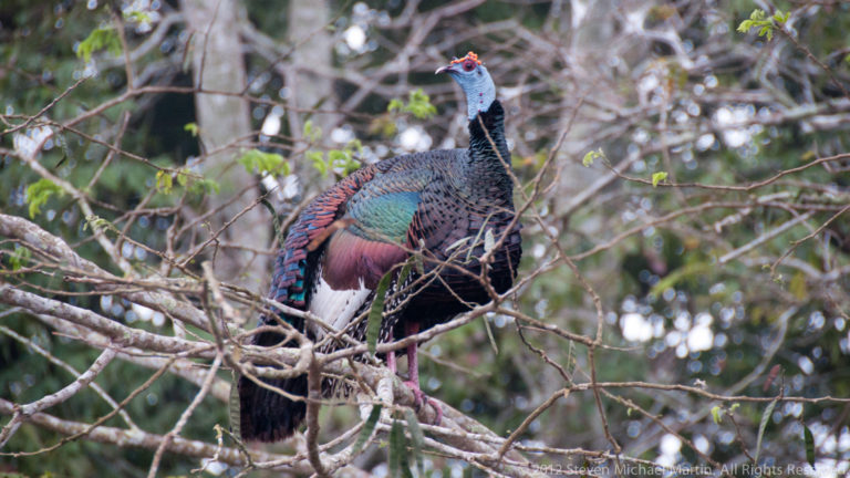 Iridescent ocellated turkey with a bare blue head and bronze-green plumage perched on branches in the trees.