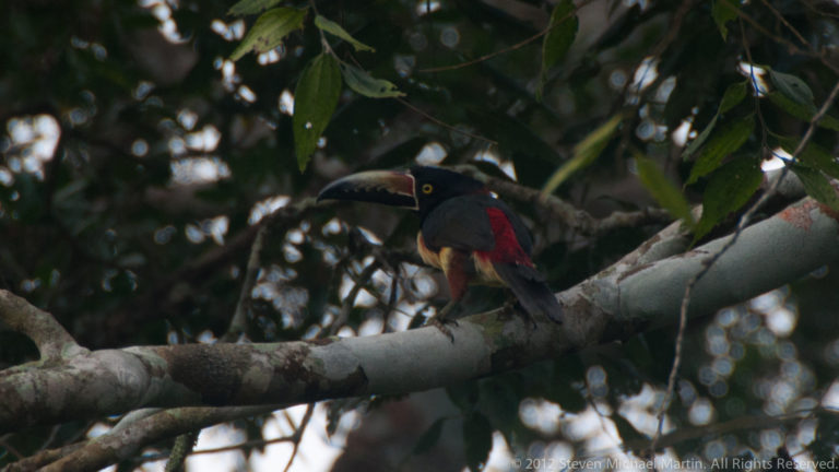 Small black-and-red aracari or toucan relative, likely a collared aracari, perched on a shaded branch with its long curved bill visible.