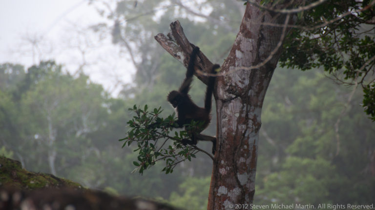 Central American spider monkey clinging to a tall tree trunk in dense, misty rainforest at Tikal.