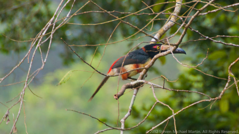 Collared aracari with a long bill and bright yellow underparts perched on a slender branch amid green foliage.