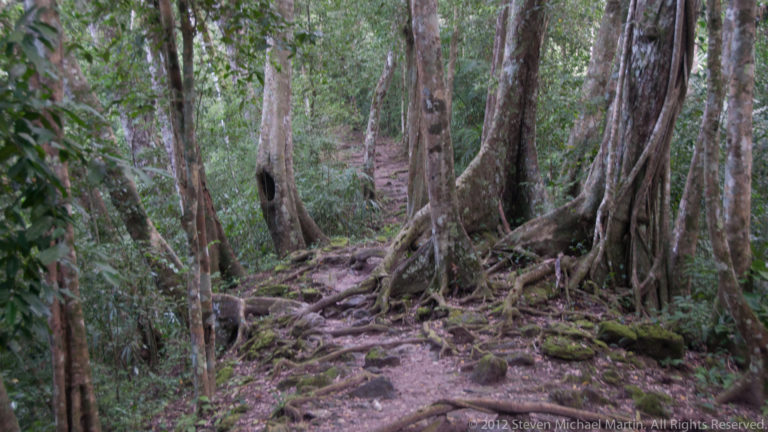 Narrow earthen path winding through dense forest, crossing large tree roots beside low moss-covered masonry at Tikal.