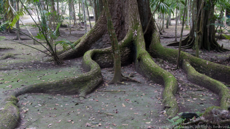Large tropical tree with extensive moss-covered buttress roots in dense rainforest near Tikal.