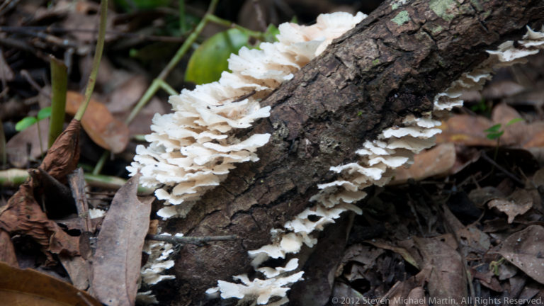 Overlapping white bracket fungi growing along both sides of a dark fallen branch on the forest floor.