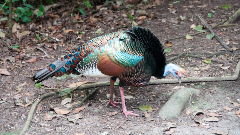 Ocellated turkey with iridescent blue-green and bronze plumage foraging on a leaf-littered forest floor.
