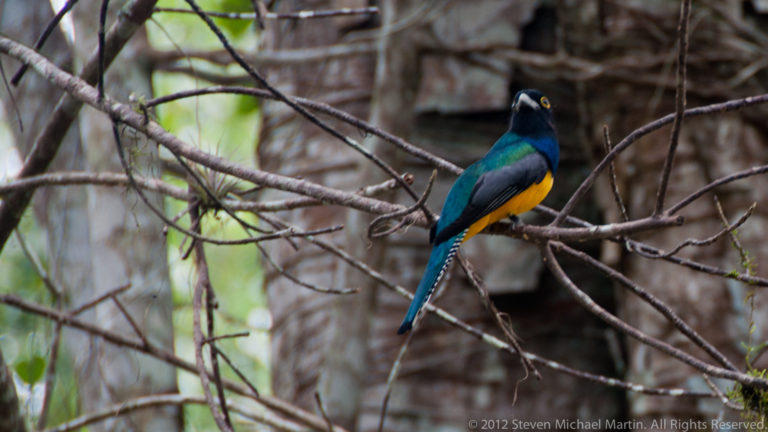 Blue-green and yellow trogon perched on a thin branch in the forest at Yaxha, Guatemala.