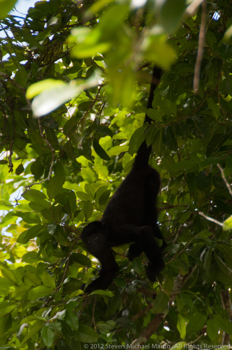 Dark howler monkey partly silhouetted among bright green leaves high in the forest canopy.