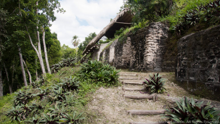 Narrow steps beside a long Maya stone wall on a planted, forested slope at Yaxha.