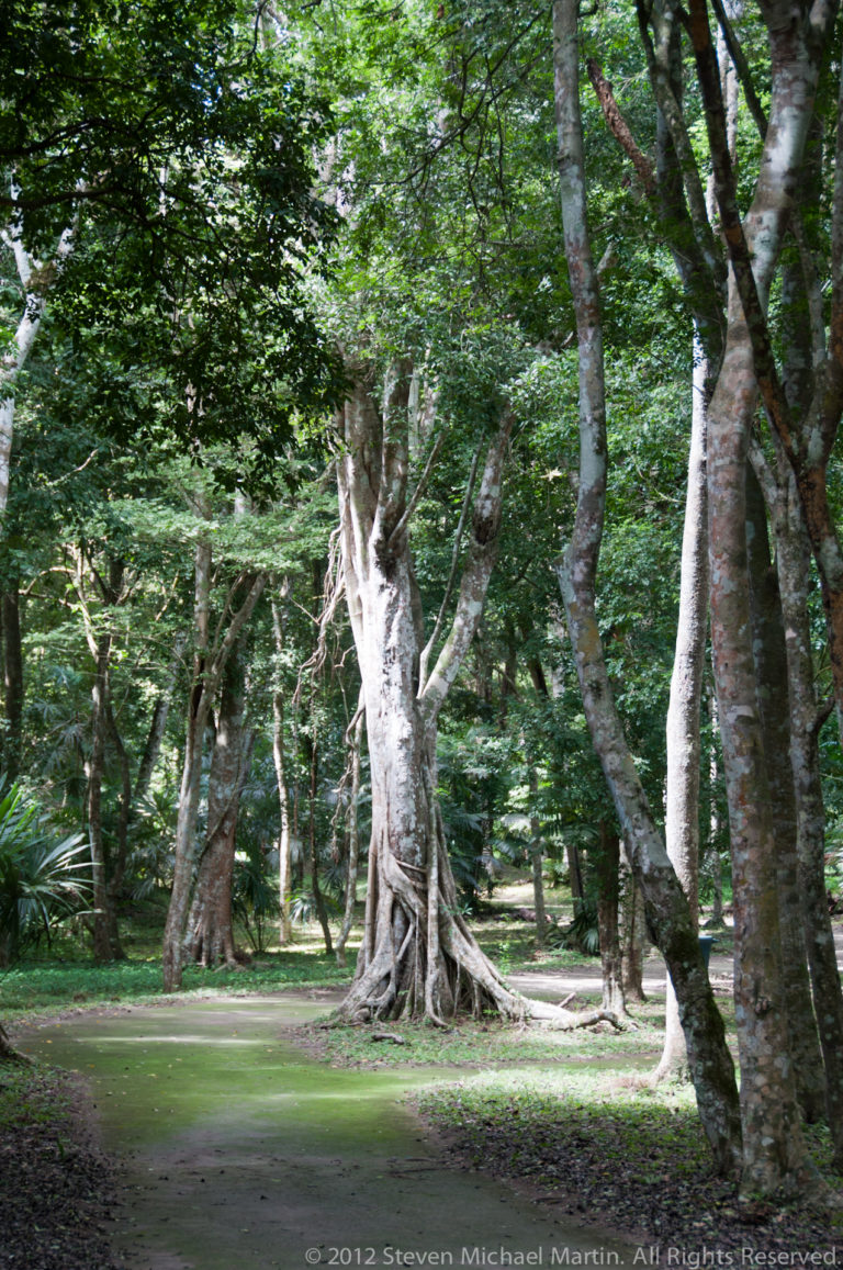 Large tropical trees with buttress roots lining a shaded grassy clearing at Yaxha.
