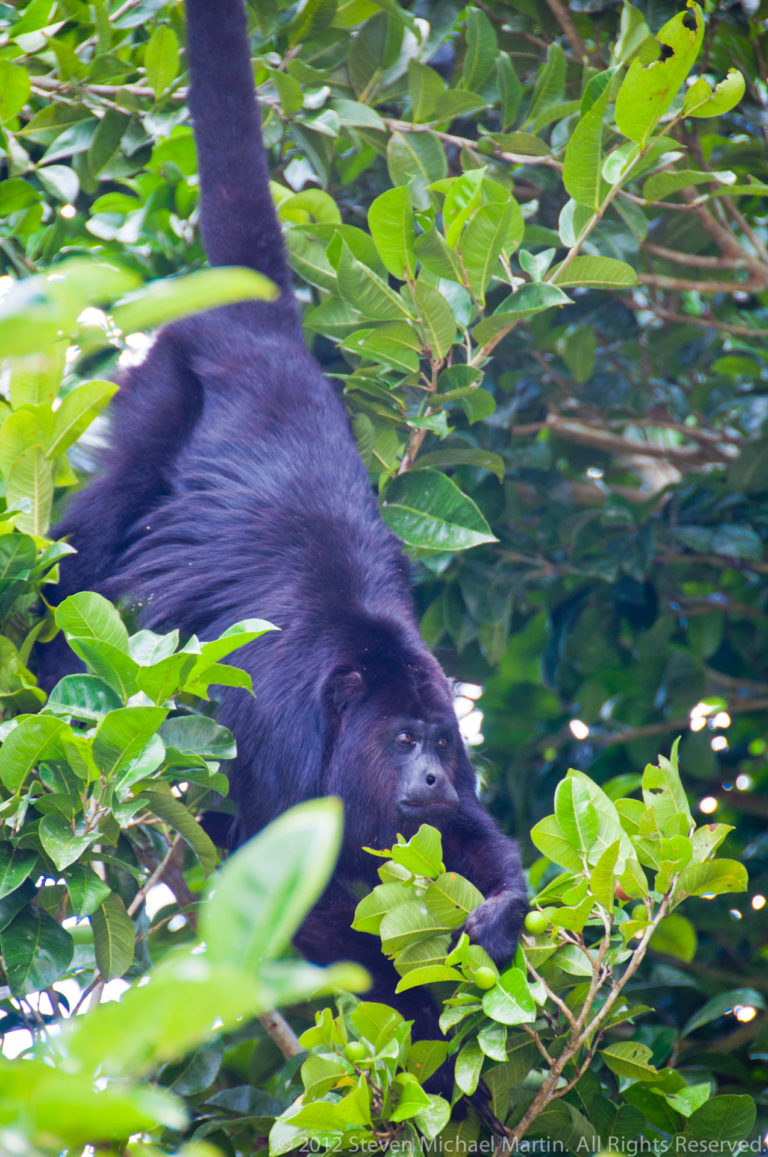 Black howler monkey moving through dense green branches in the forest canopy at Yaxha, Guatemala.