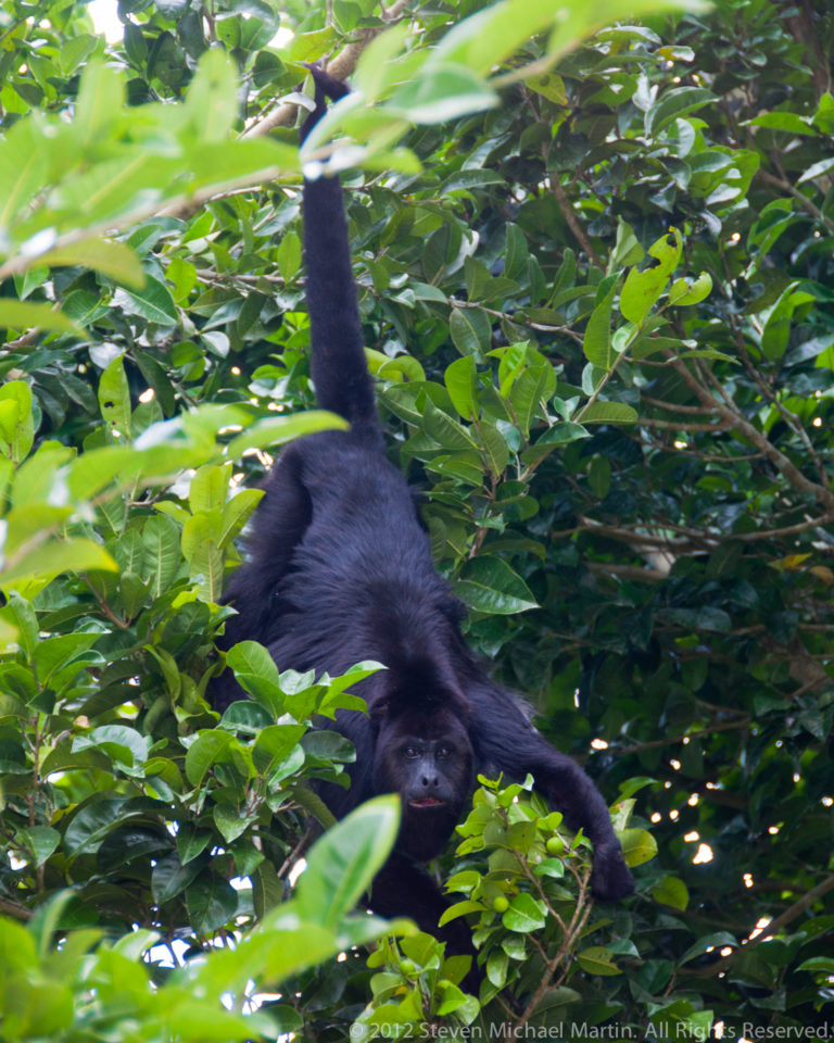 Black howler monkey hanging head-down among green leaves with its long tail raised above the body.