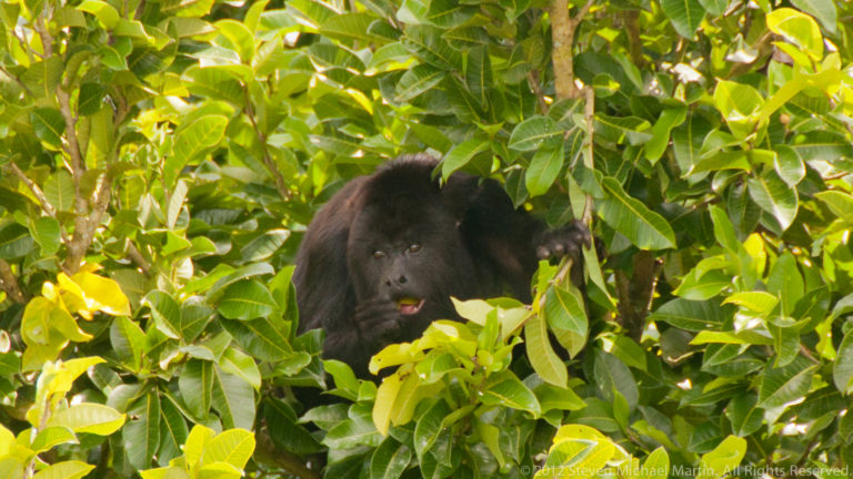 Black howler monkey looking through bright green leaves in dense tropical forest at Yaxha.