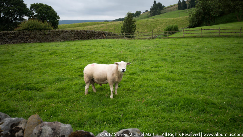 A white sheep faces the camera in a green pasture below a dry-stone wall and hillside fence.
