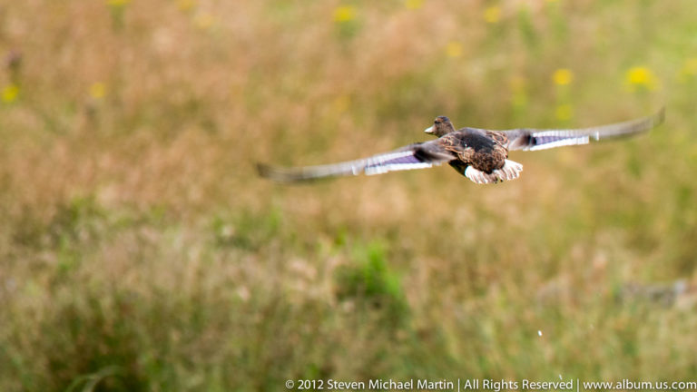 A gull glides with outstretched wings above a softly blurred green and ochre field.